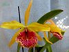 Blc. Keowee